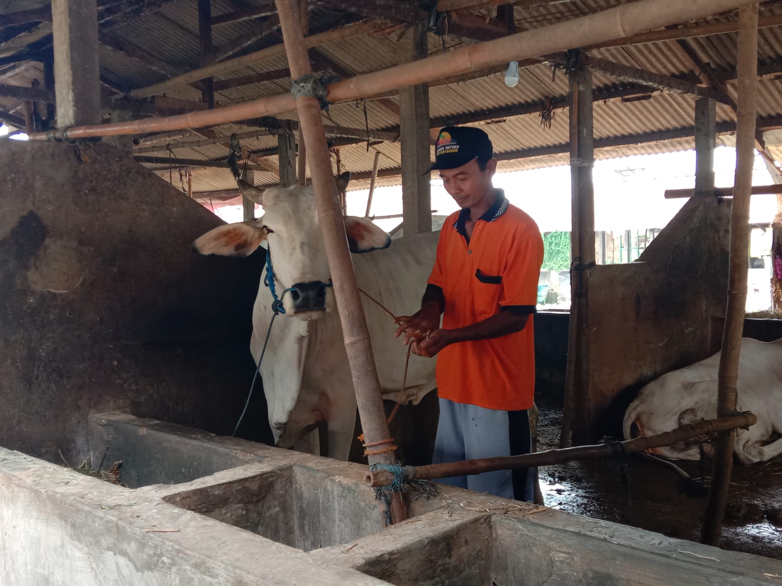 Warga Sulap Kotoran Sapi Menjadi Biogas – Indonesia News